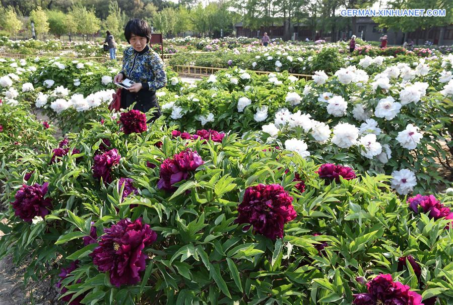 CHINA-BEIJING-SPRING-FLOWERS (CN)