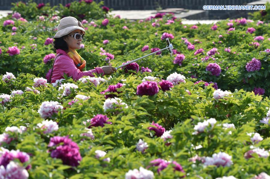 CHINA-BEIJING-SPRING-FLOWERS (CN)