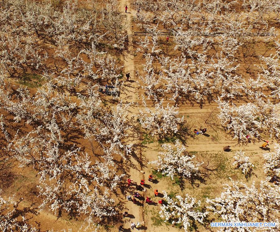 CHINA-LIAONING-PEAR FLOWERS (CN)