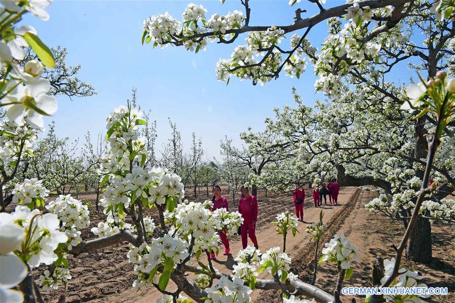 CHINA-LIAONING-PEAR FLOWERS (CN)