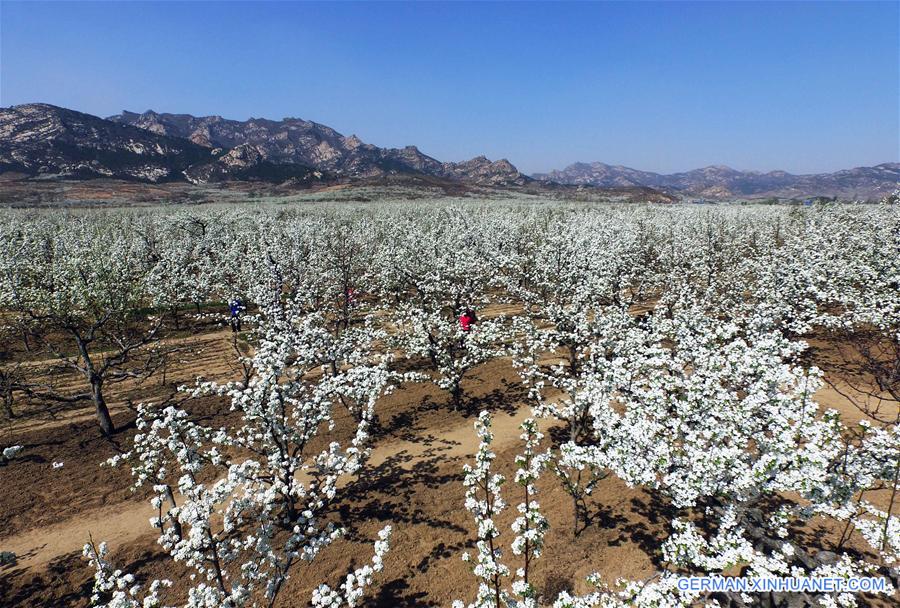 CHINA-LIAONING-PEAR FLOWERS (CN)