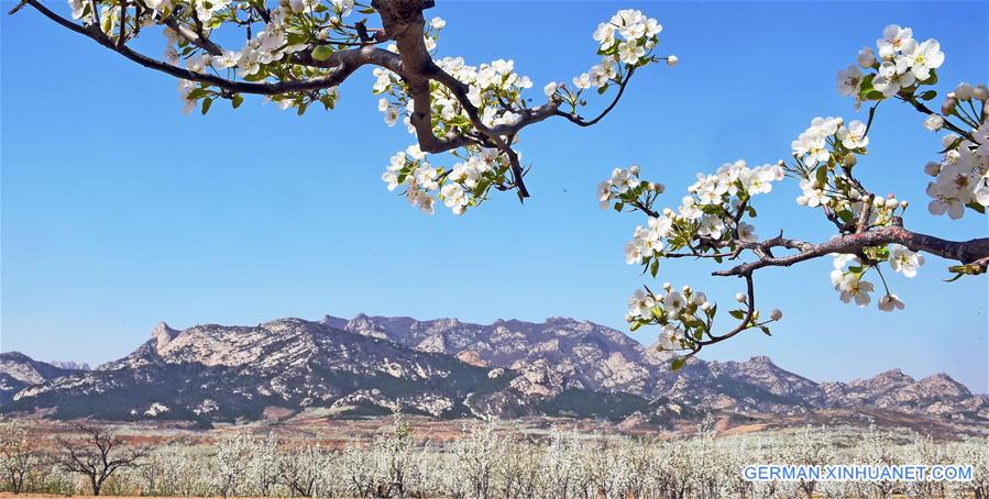 CHINA-LIAONING-PEAR FLOWERS (CN)