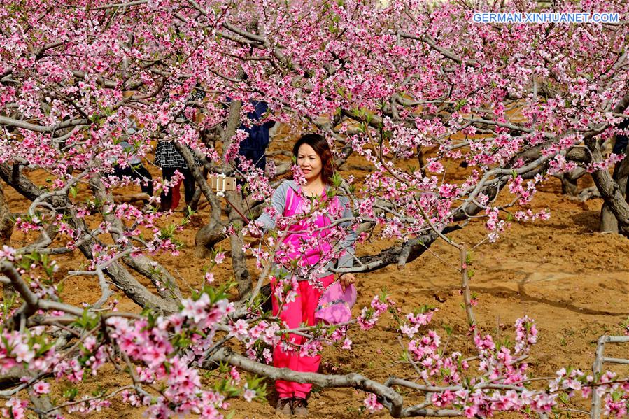 CHINA-HEBEI-BEIDAIHE-PEACH BLOSSOM (CN)