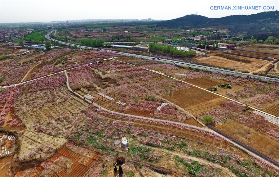 CHINA-HEBEI-BEIDAIHE-PEACH BLOSSOM (CN)