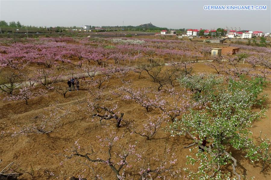 CHINA-HEBEI-BEIDAIHE-PEACH BLOSSOM (CN)