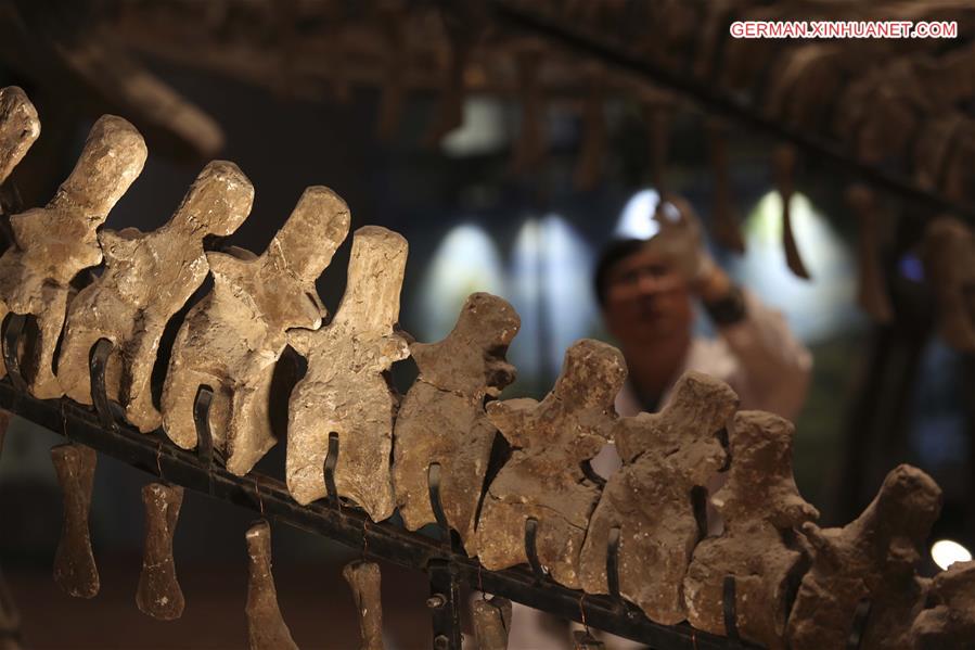 #CHINA-CHONGQING-MUSEUM OF NATURAL HISTORY-DINOSAUR FOSSIL RESEARCHER(CN)