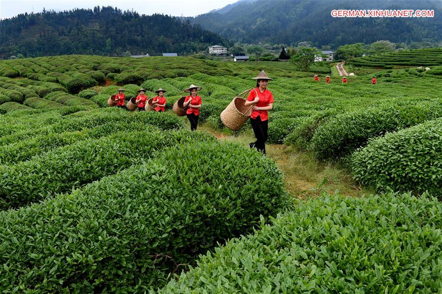 CHINA-FUJIAN-TEA-HARVEST (CN)