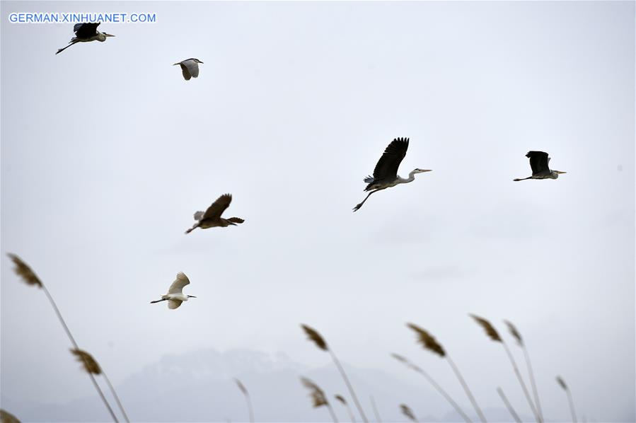 CHINA-NINGXIA-MIGRATORY BIRDS (CN)