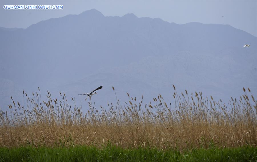 CHINA-NINGXIA-MIGRATORY BIRDS (CN)