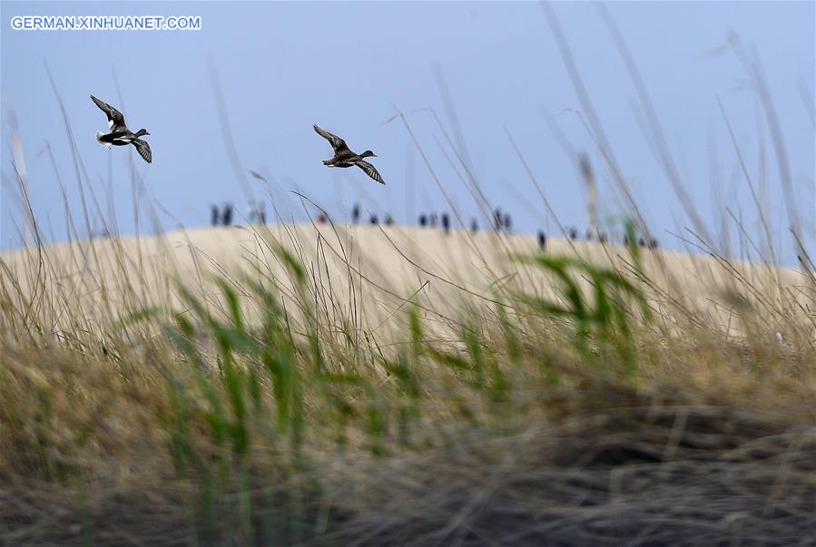 CHINA-NINGXIA-MIGRATORY BIRDS (CN)