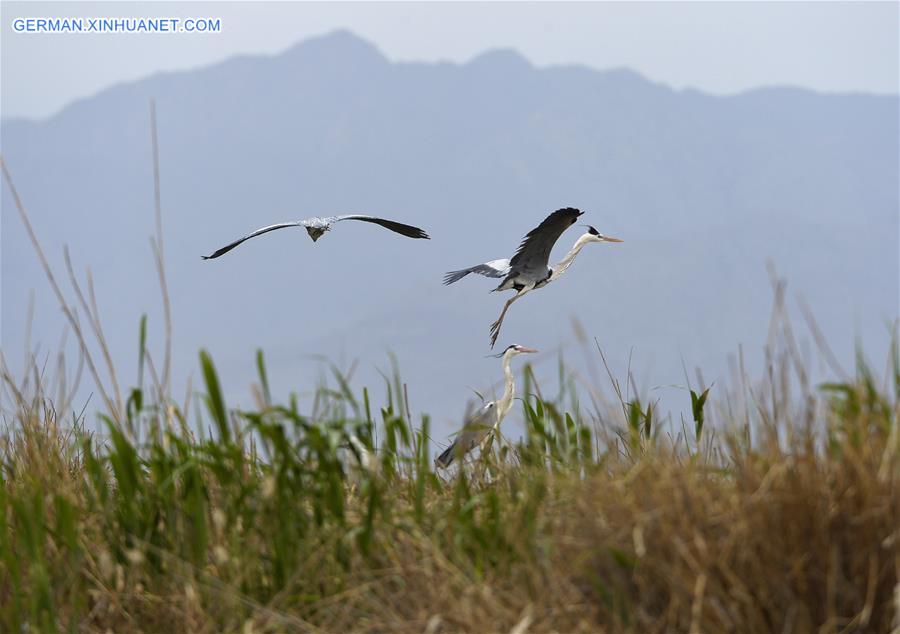 CHINA-NINGXIA-MIGRATORY BIRDS (CN)