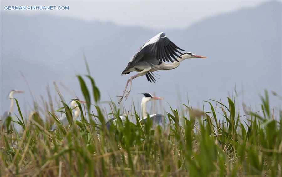 CHINA-NINGXIA-MIGRATORY BIRDS (CN)