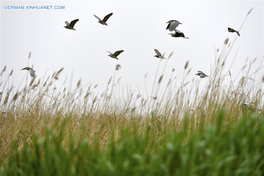 CHINA-NINGXIA-MIGRATORY BIRDS (CN)