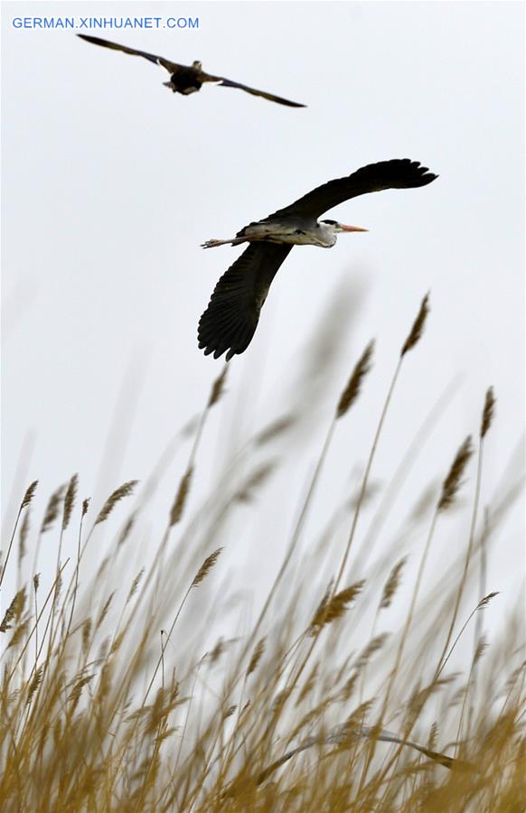 CHINA-NINGXIA-MIGRATORY BIRDS (CN)