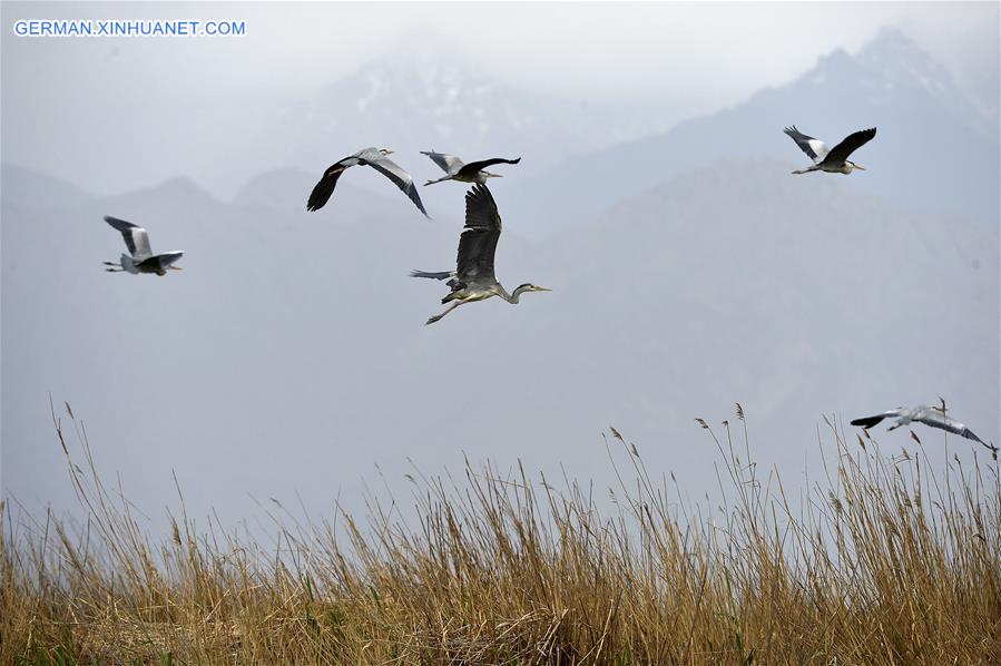 CHINA-NINGXIA-MIGRATORY BIRDS (CN)