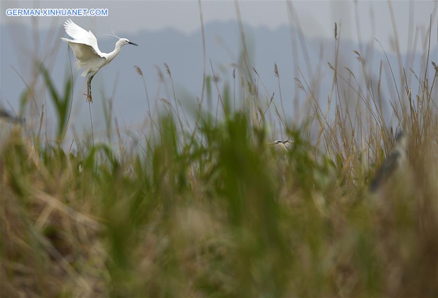 CHINA-NINGXIA-MIGRATORY BIRDS (CN)