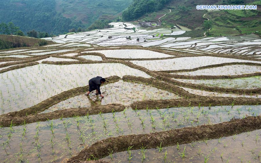CHINA-SICHUAN-TERRACES (CN)