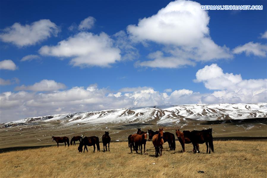 #CHINA-GANSU-ZHANGYE-HORSE FARM(CN)