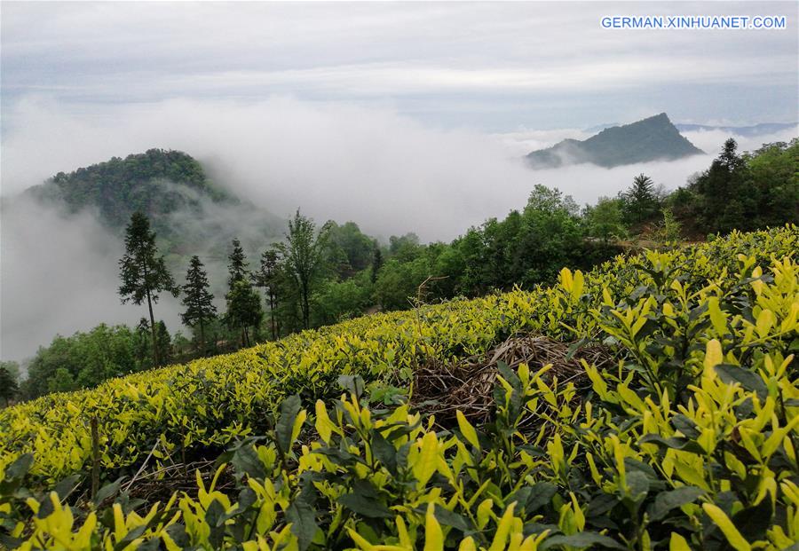 CHINA-SICHUAN-TEA PLANTATION (CN)