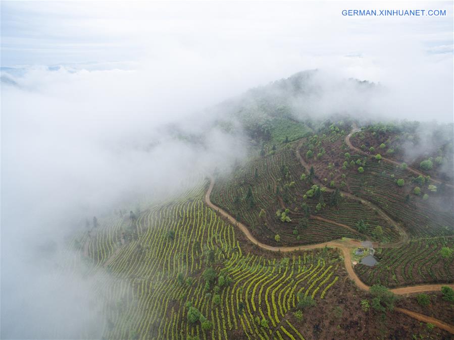 CHINA-SICHUAN-TEA PLANTATION (CN)