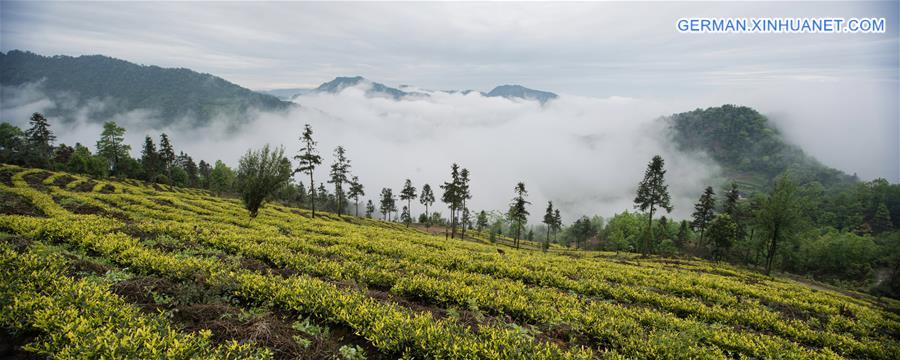 CHINA-SICHUAN-TEA PLANTATION (CN)