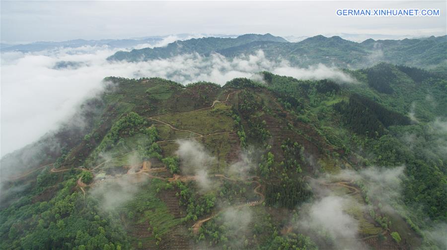 CHINA-SICHUAN-TEA PLANTATION (CN)