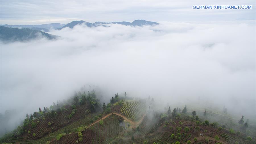 CHINA-SICHUAN-TEA PLANTATION (CN)