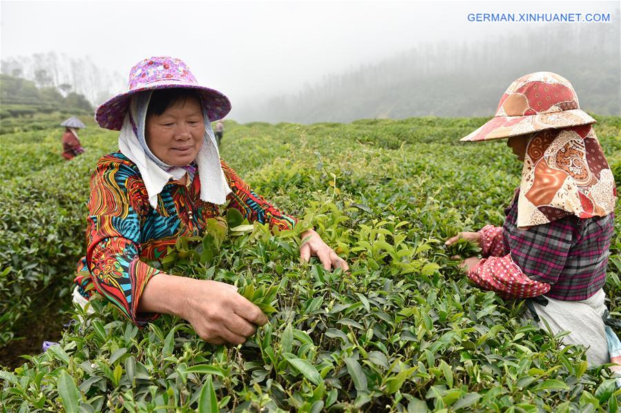 CHINA-FUJIAN-TEA SALE (CN)