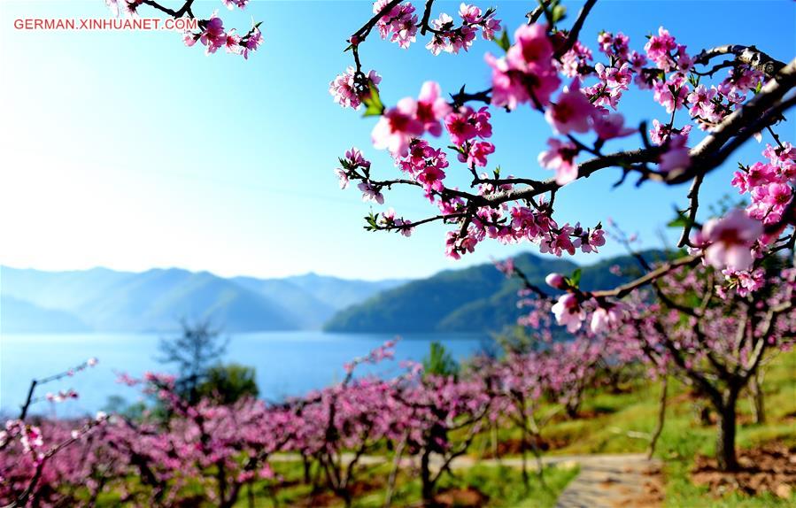 CHINA-LIAONING-KUANDIAN-PEACH BLOSSOMS (CN)