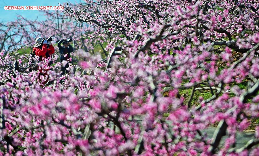 CHINA-LIAONING-KUANDIAN-PEACH BLOSSOMS (CN)