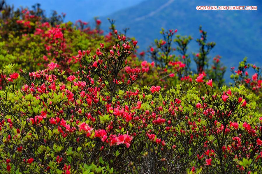 CHINA-FUZHOU-RHODODENDRONS (CN)