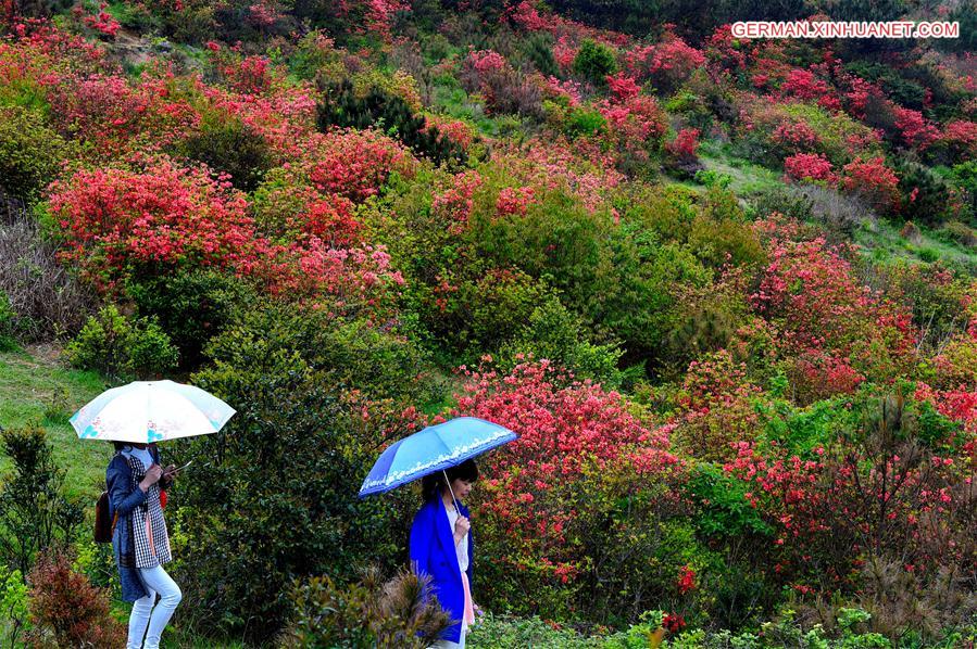 CHINA-FUZHOU-RHODODENDRONS (CN)