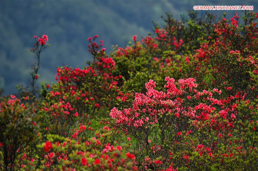 CHINA-FUZHOU-RHODODENDRONS (CN)