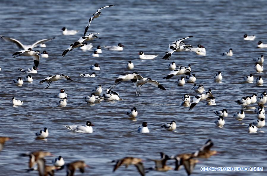 CHINA-HEBEI-QINHUANGDAO-MIGRATORY BIRDS (CN)