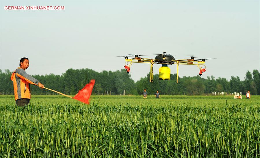 CHINA-HEBEI-DRONE-SPRAYING (CN)