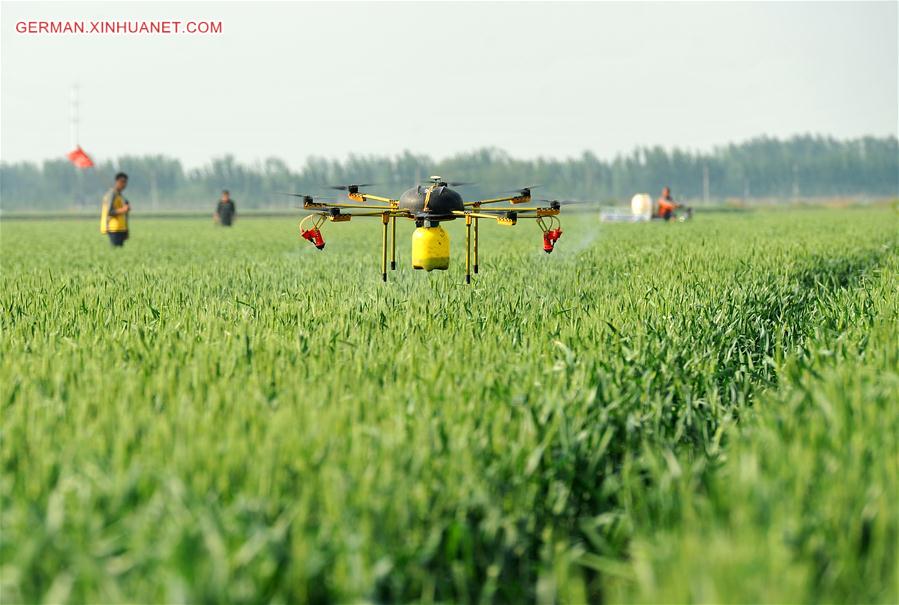 CHINA-HEBEI-DRONE-SPRAYING (CN)