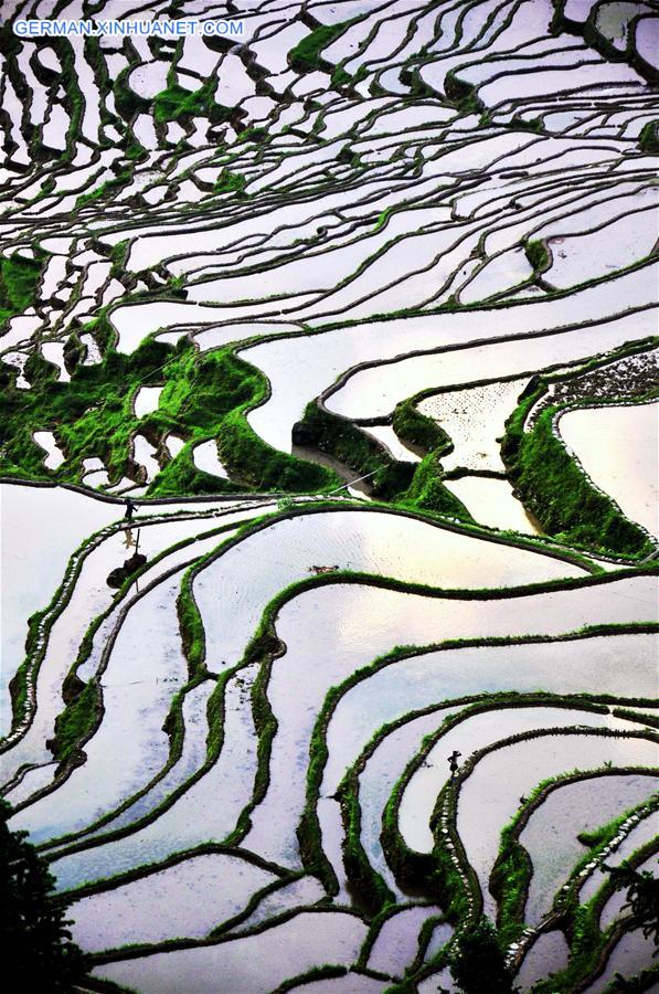 #CHINA-GUIZHOU-QIANDONGNAN-TERRACES (CN)