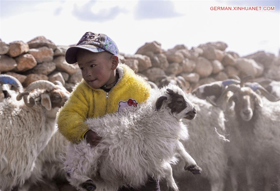 CHINA-TIBET-NAM CO-SHEEP-BREEDING (CN)