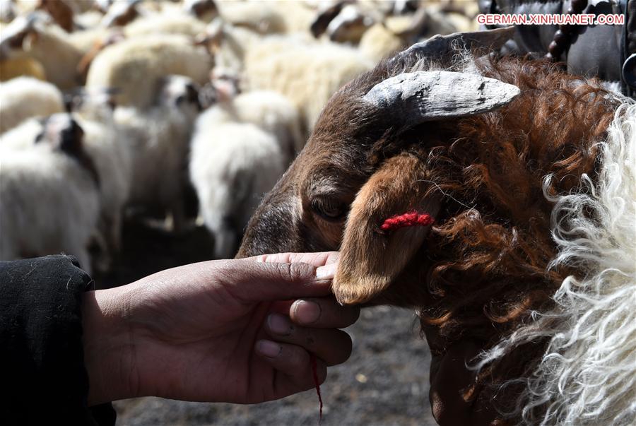 CHINA-TIBET-NAM CO-SHEEP-BREEDING (CN)