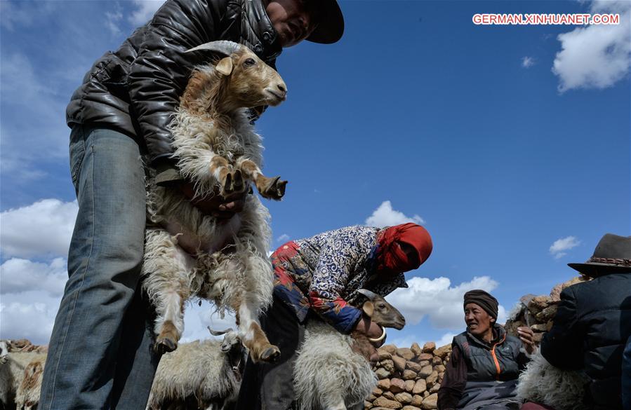 CHINA-TIBET-NAM CO-SHEEP-BREEDING (CN)