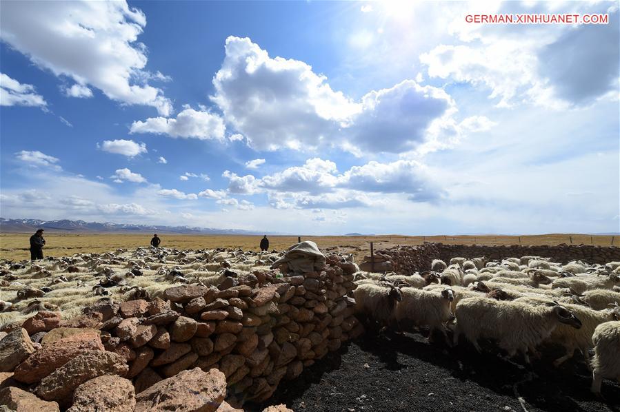 CHINA-TIBET-NAM CO-SHEEP-BREEDING (CN)