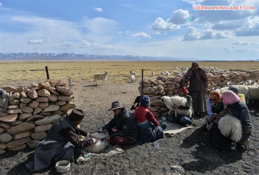 CHINA-TIBET-NAM CO-SHEEP-BREEDING (CN)