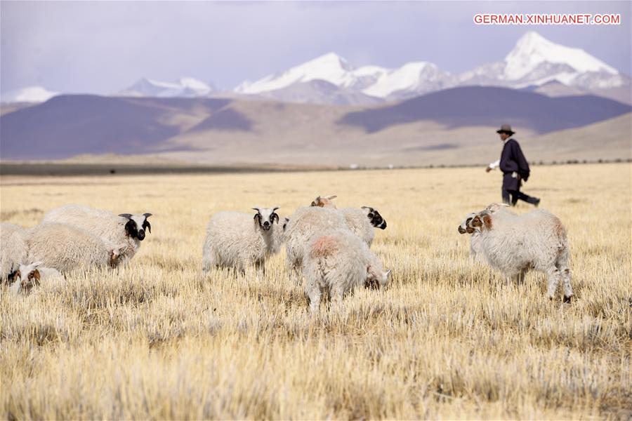 CHINA-TIBET-NAM CO-SHEEP-BREEDING (CN)