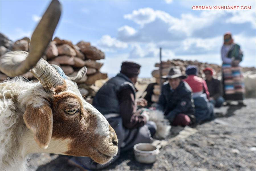 CHINA-TIBET-NAM CO-SHEEP-BREEDING (CN)