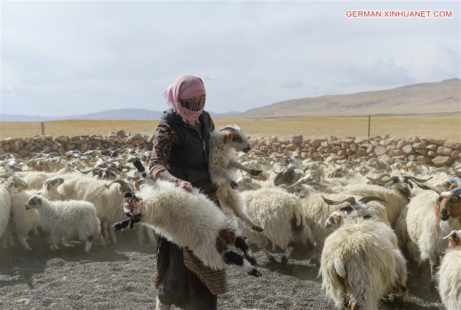 CHINA-TIBET-NAM CO-SHEEP-BREEDING (CN)