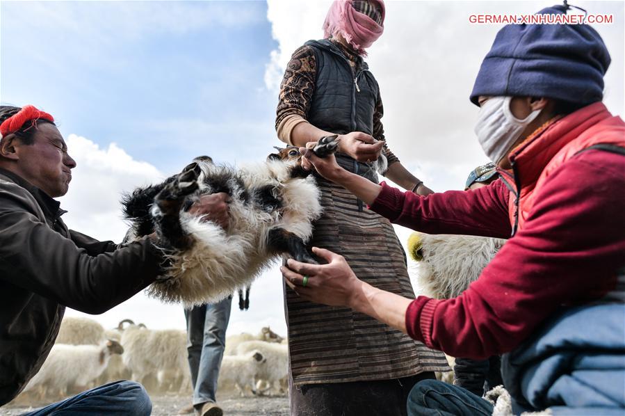 CHINA-TIBET-NAM CO-SHEEP-BREEDING (CN)