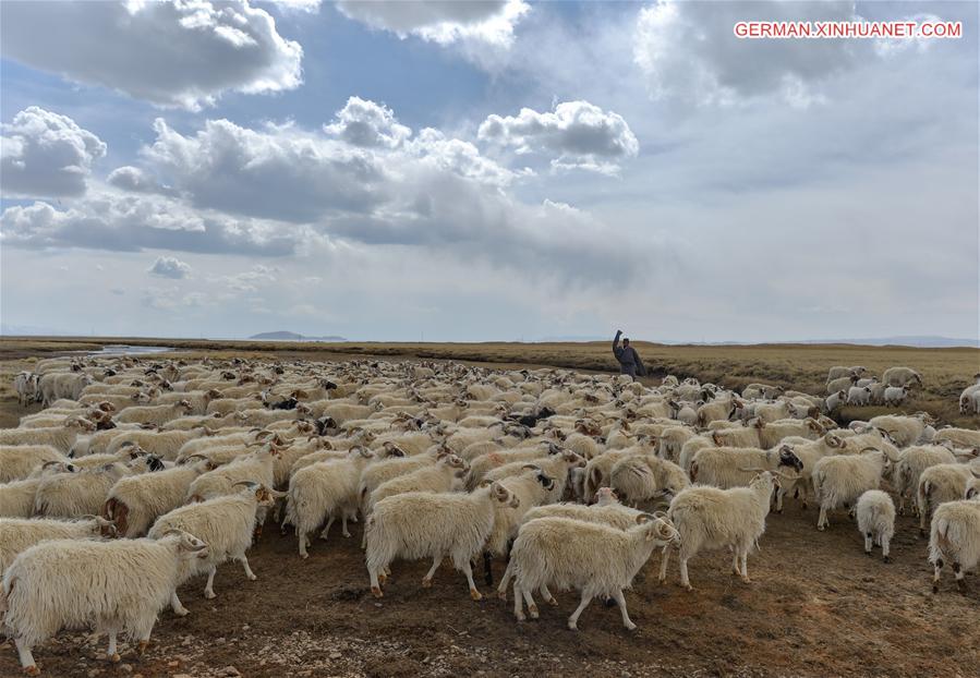 CHINA-TIBET-NAM CO-SHEEP-BREEDING (CN)