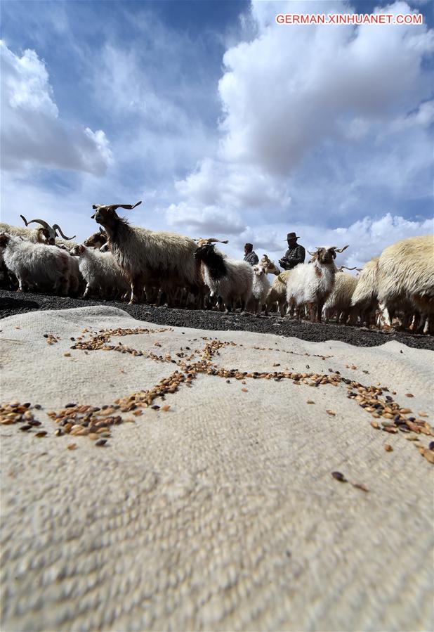 CHINA-TIBET-NAM CO-SHEEP-BREEDING (CN)