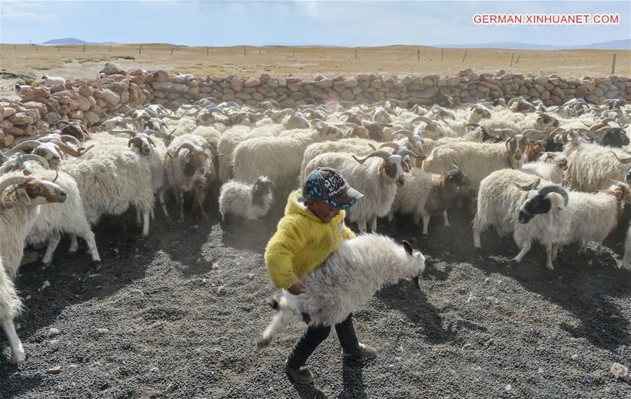 CHINA-TIBET-NAM CO-SHEEP-BREEDING (CN)