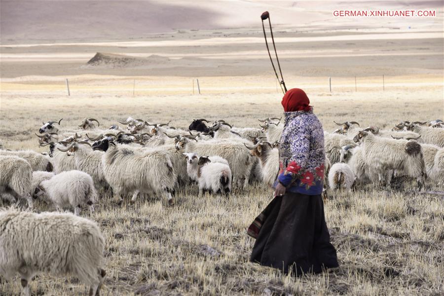 CHINA-TIBET-NAM CO-SHEEP-BREEDING (CN)